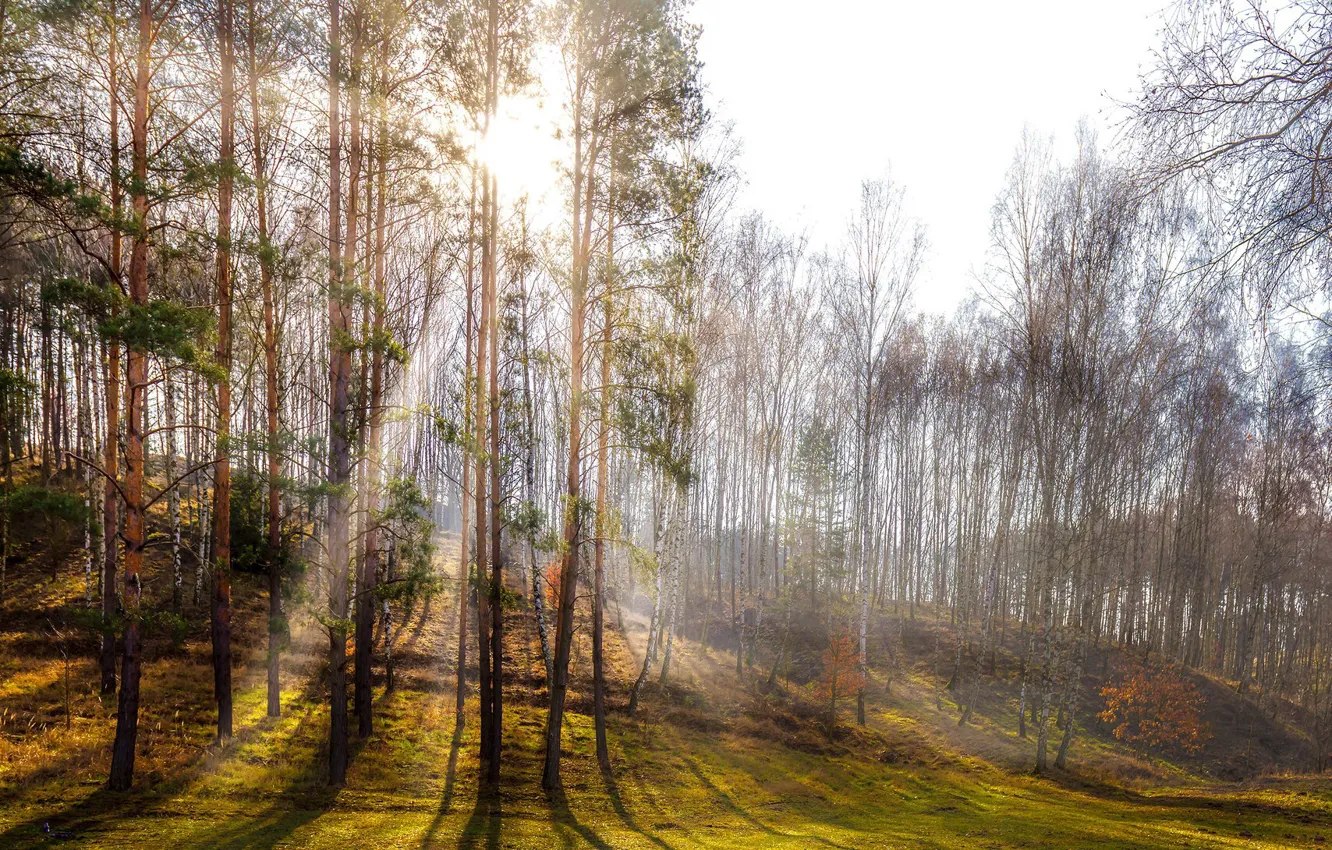 Photo wallpaper forest, light, spring, morning
