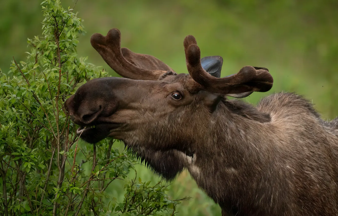 Photo wallpaper look, face, portrait, horn, the bushes, moose