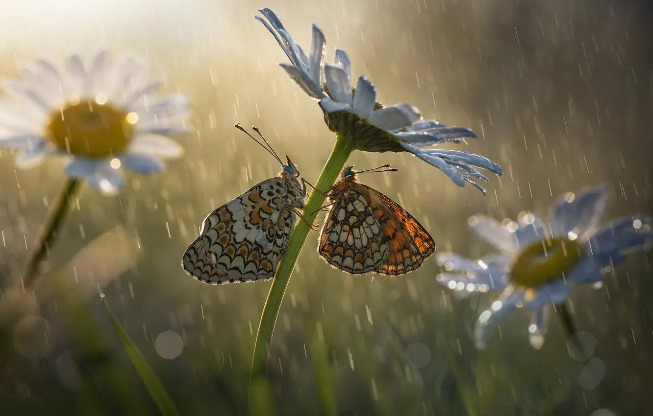 Photo wallpaper macro, light, butterfly, flowers, insects, rain, chamomile, Daisy