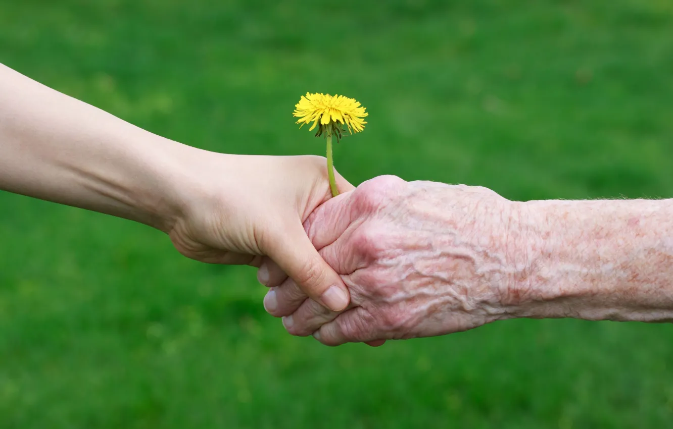 Photo wallpaper greens, grass, flowers, yellow, nature, children, background, widescreen