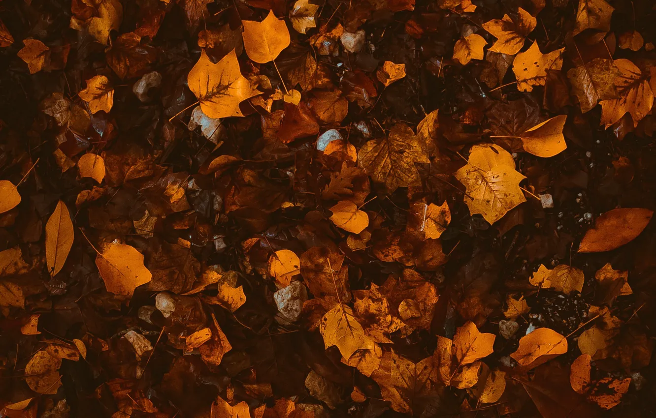 Photo wallpaper autumn, leaves, foliage, fallen