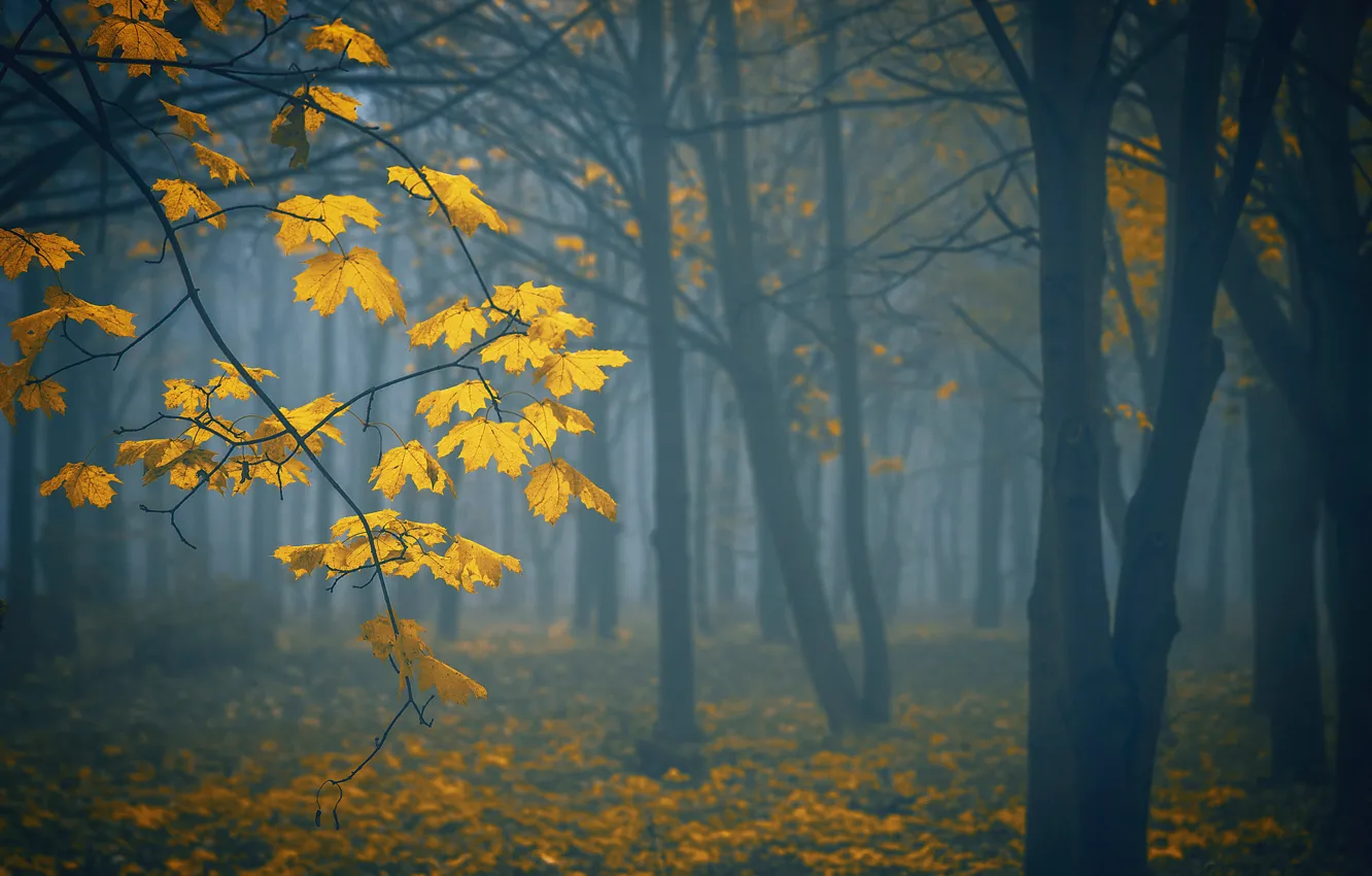 Photo wallpaper autumn, trees, nature, fog