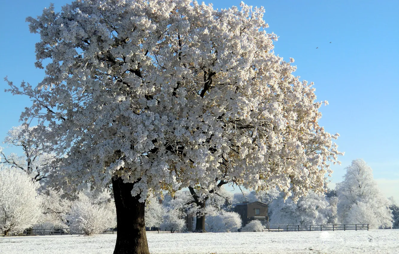 Photo wallpaper winter, frost, snow, tree, Nature