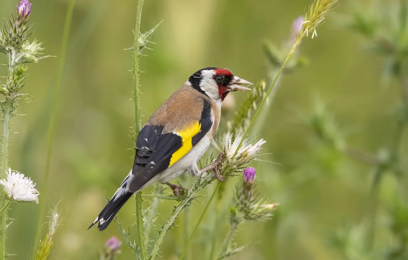 Photo wallpaper grass, bird, bokeh, black-headed goldfinch