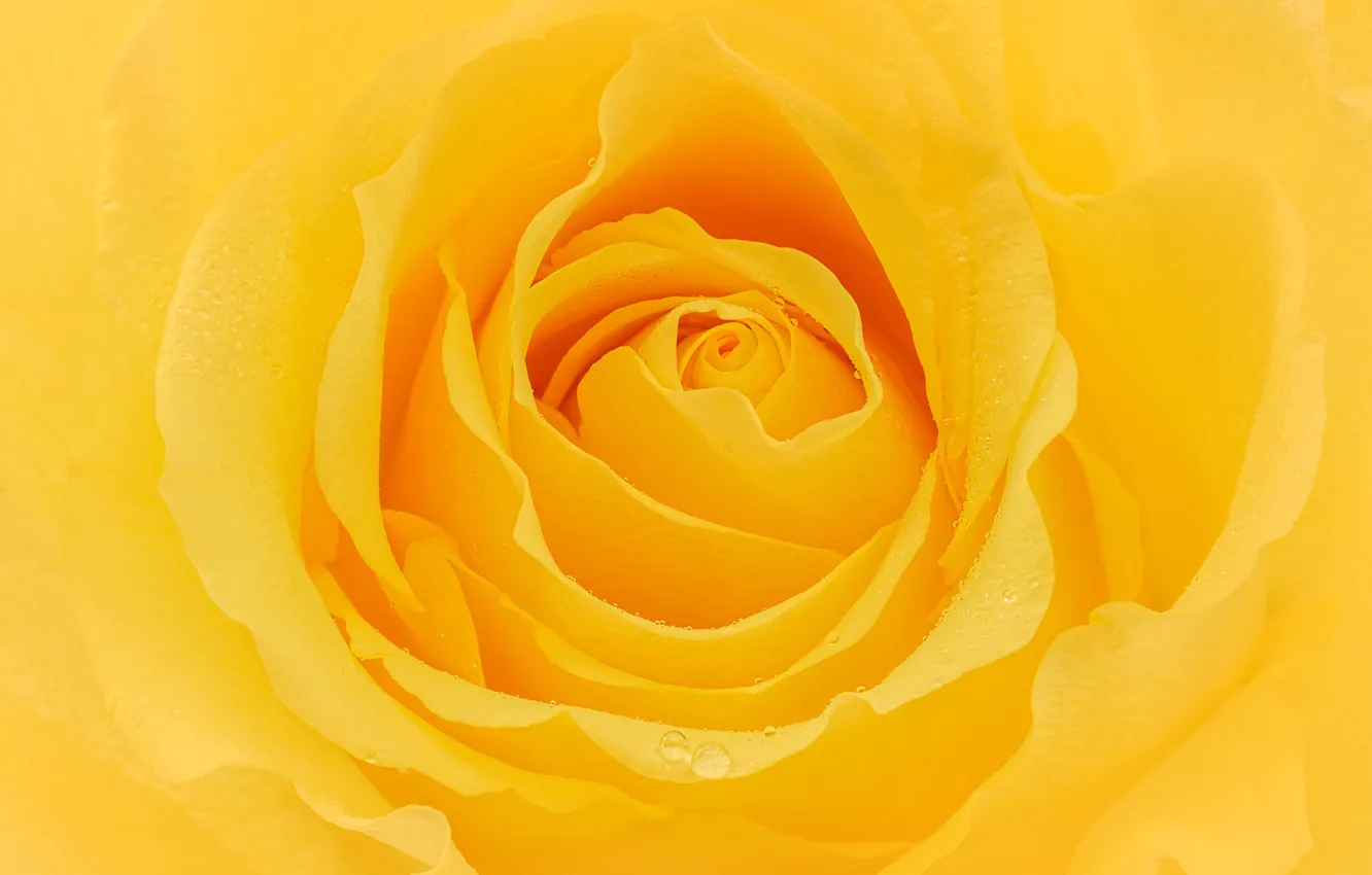 Photo wallpaper macro, yellow, rose, petals