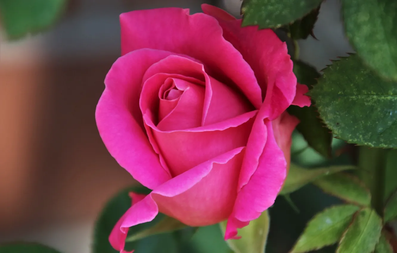 Photo wallpaper close-up, Pink rose, rosebud