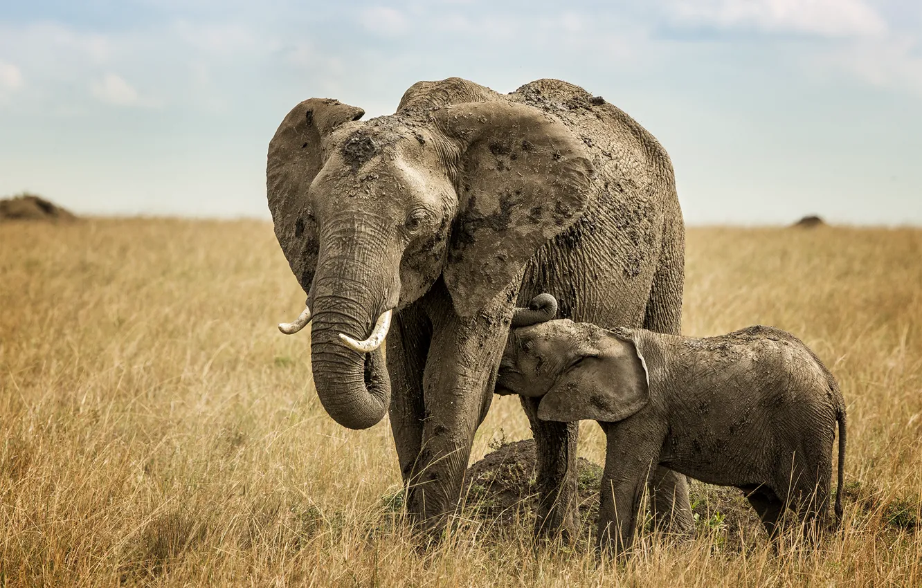 Photo wallpaper the sky, clouds, elephant, horizon, Savannah, breastfeeding