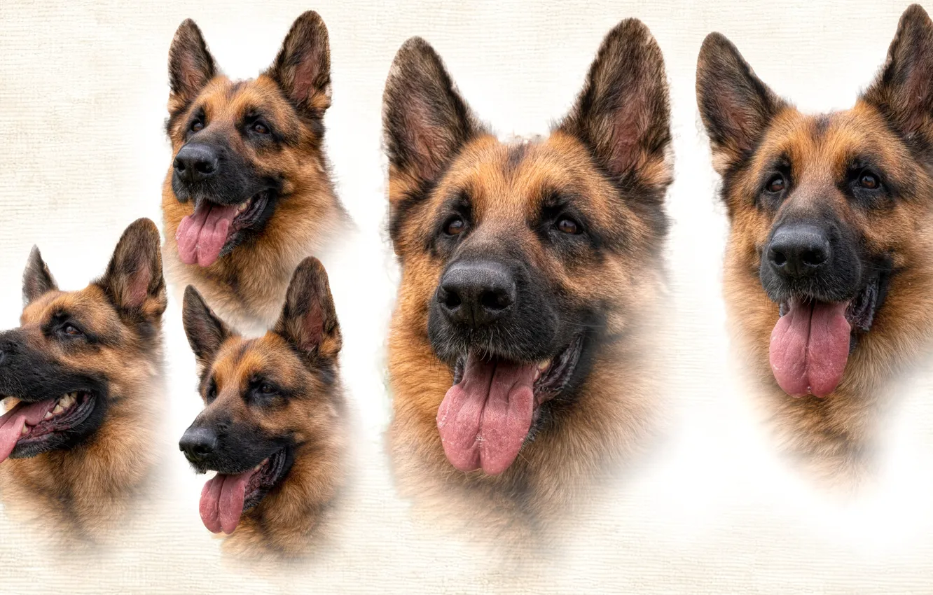 Photo wallpaper face, portrait, dog, treatment, texture, white background, peer, photoart