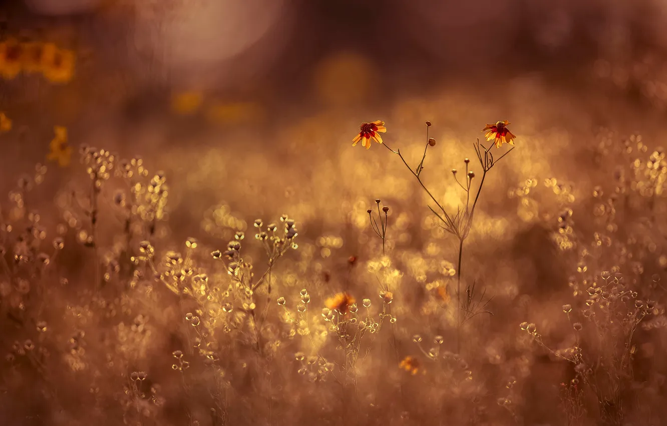 Photo wallpaper field, summer, light, flowers, glade, blur, yellow, meadow