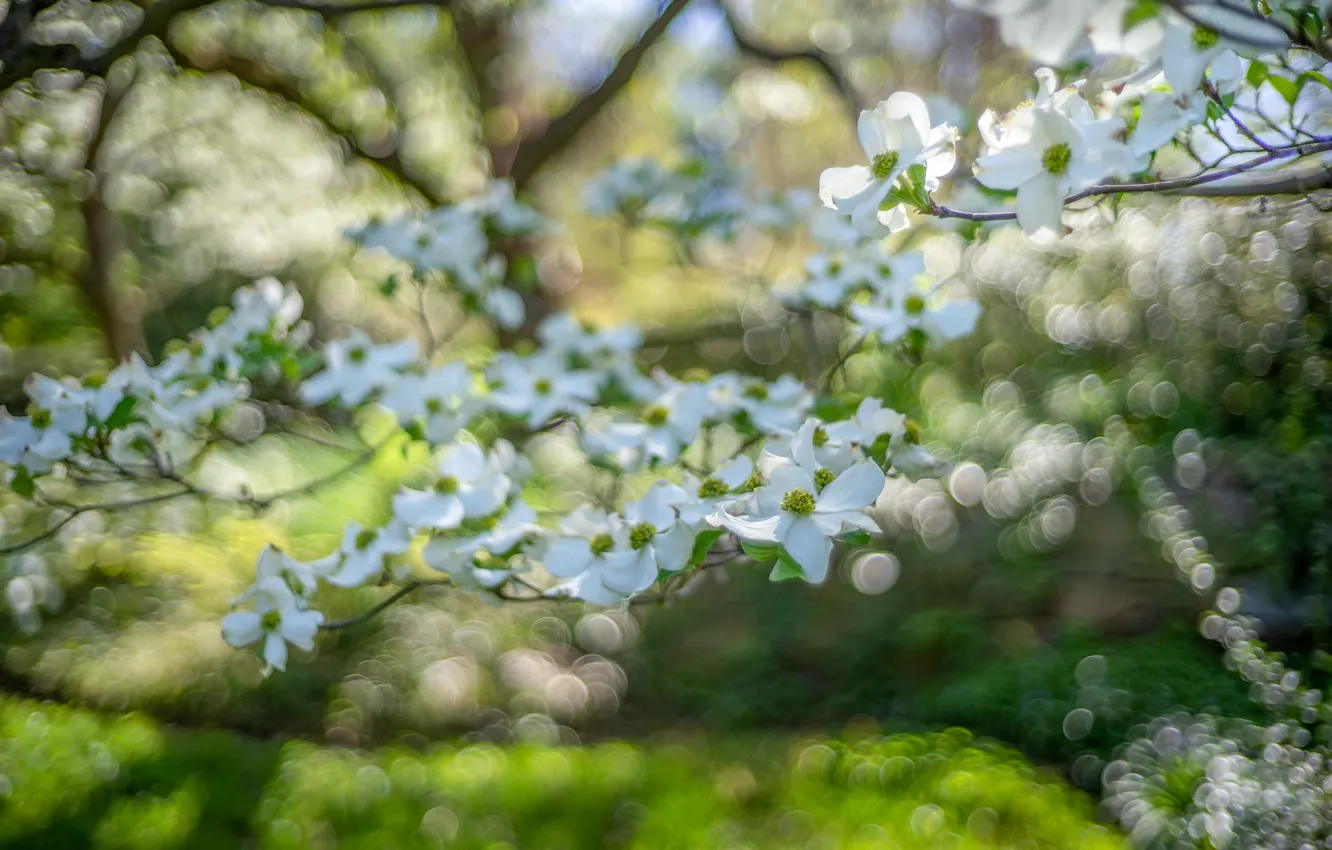 Photo wallpaper greens, flowers, branches, mood, blur, spring, white, flowering