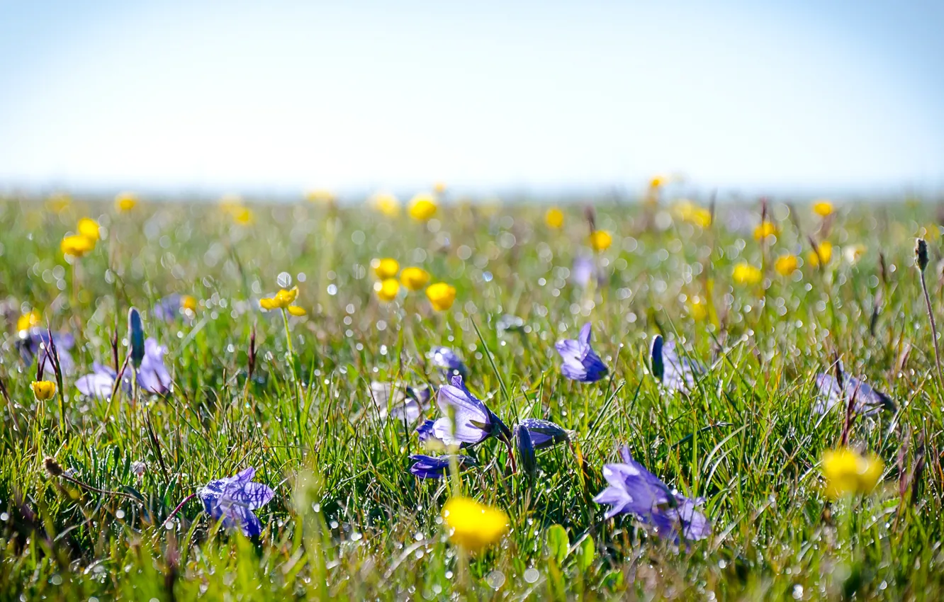 Photo wallpaper field, grass, flowers, Rosa, meadow, Alpine