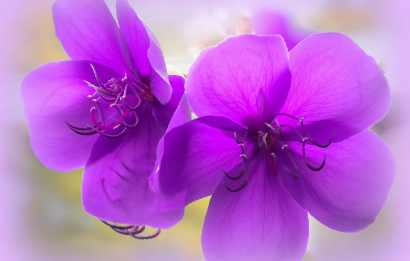 Photo wallpaper flowers, nature, plant, petals
