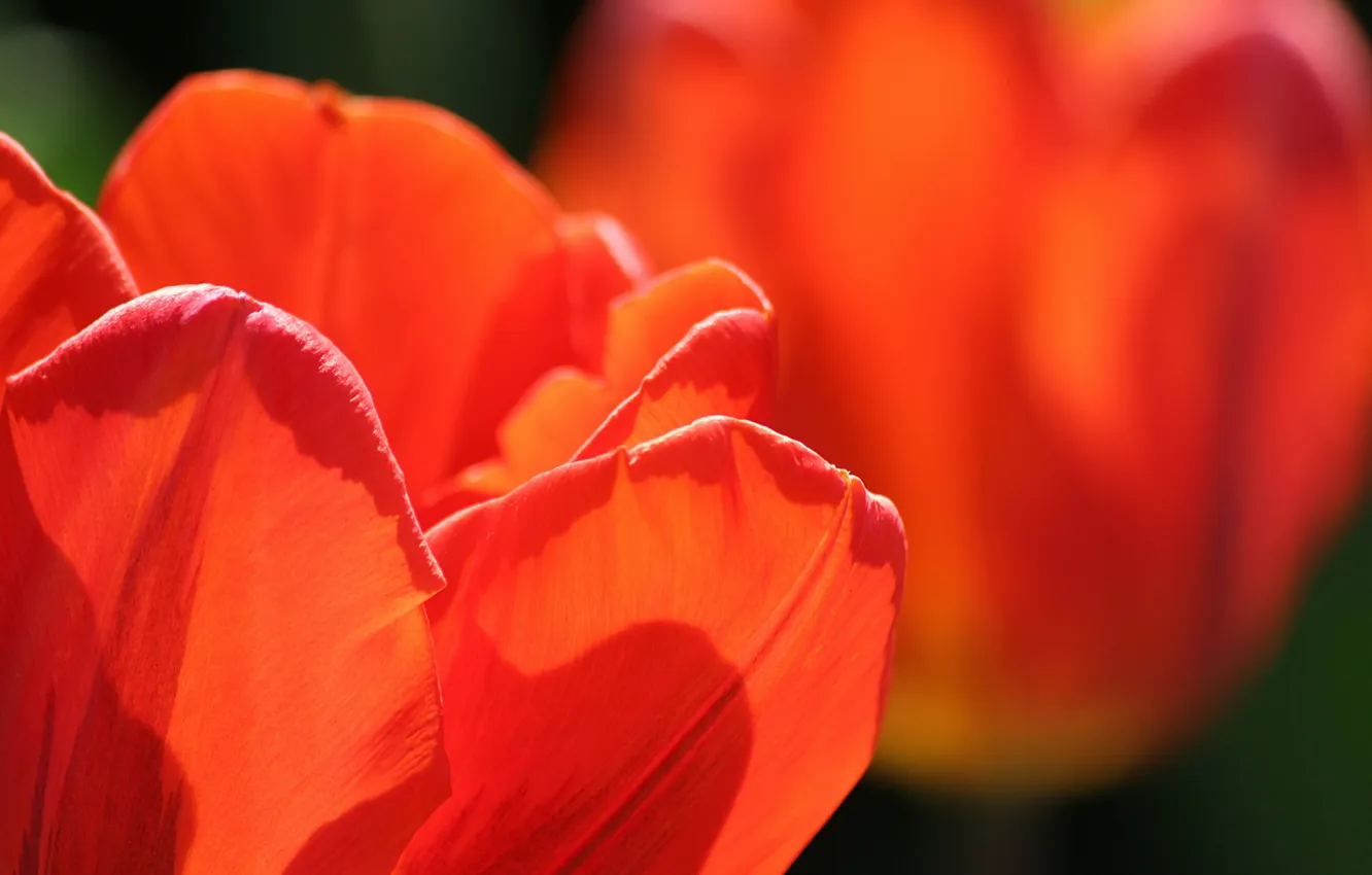 Photo wallpaper flowers, nature, tulips