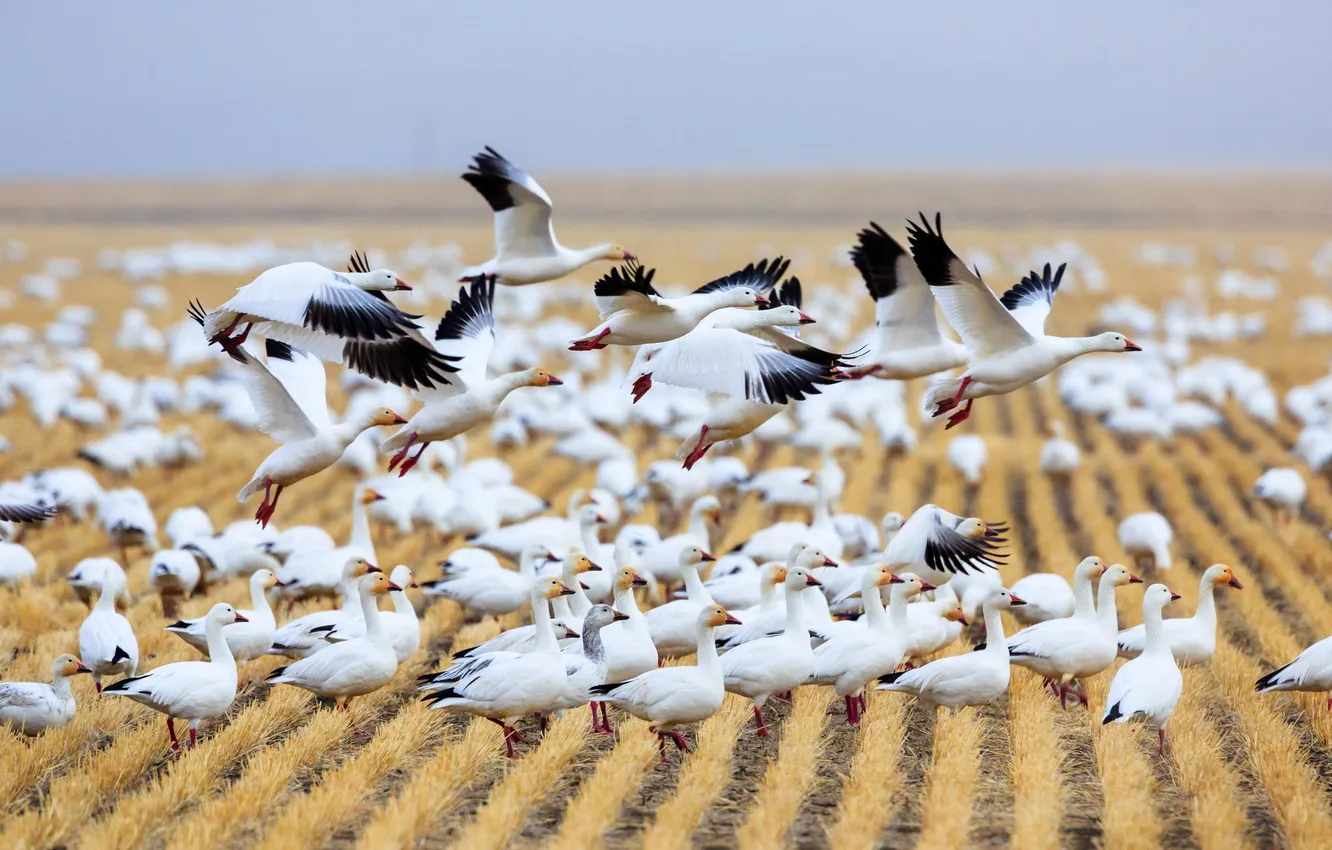 Photo wallpaper field, birds, geese, wildlife, Montana, Fairfield, Migration, Choteau