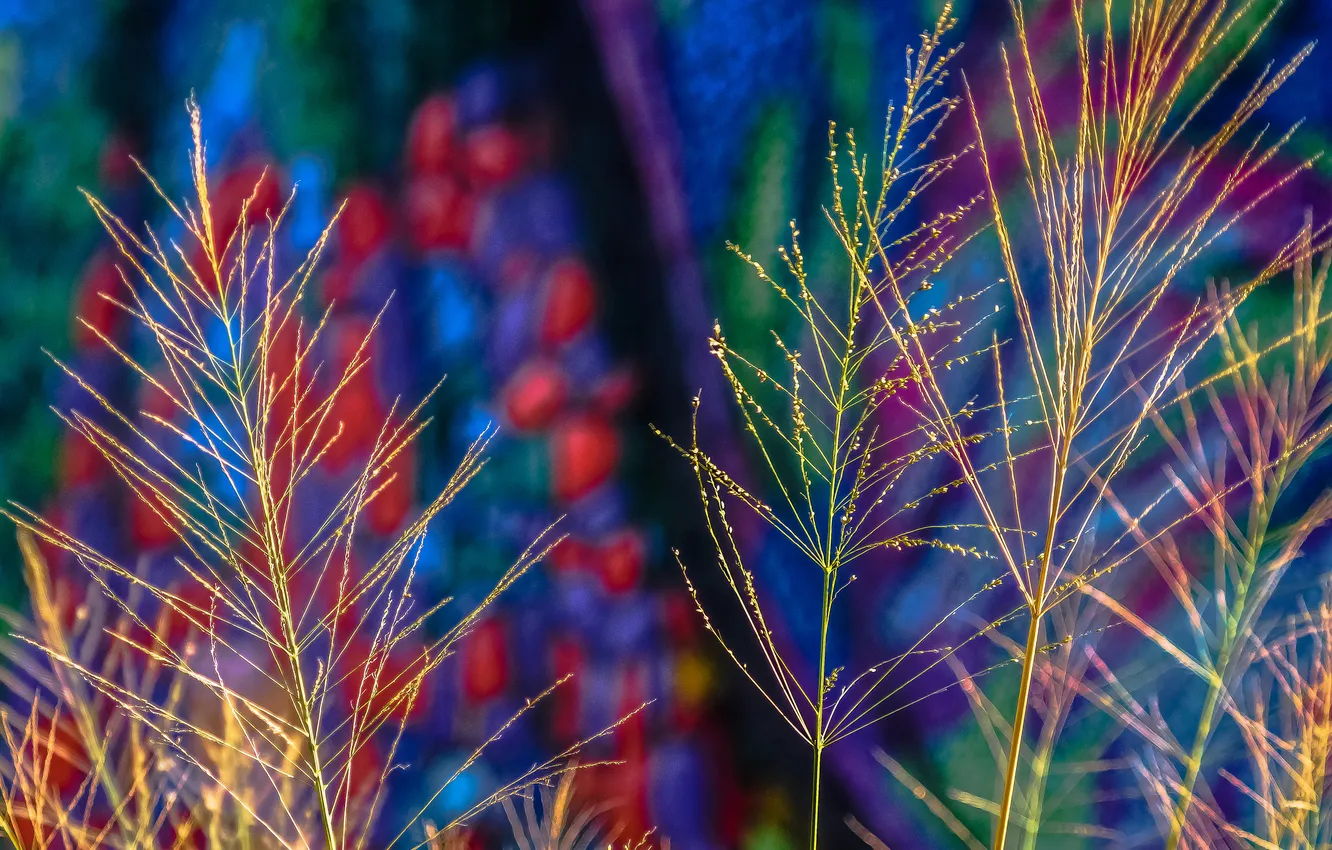 Photo wallpaper grass, macro, paint, plant