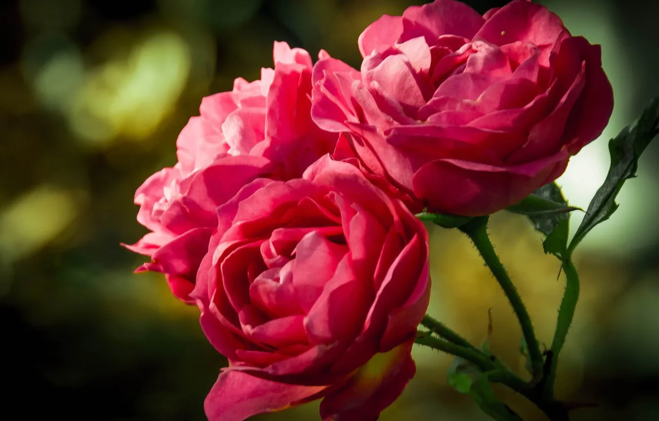 Photo wallpaper roses, three, pink, buds, bokeh
