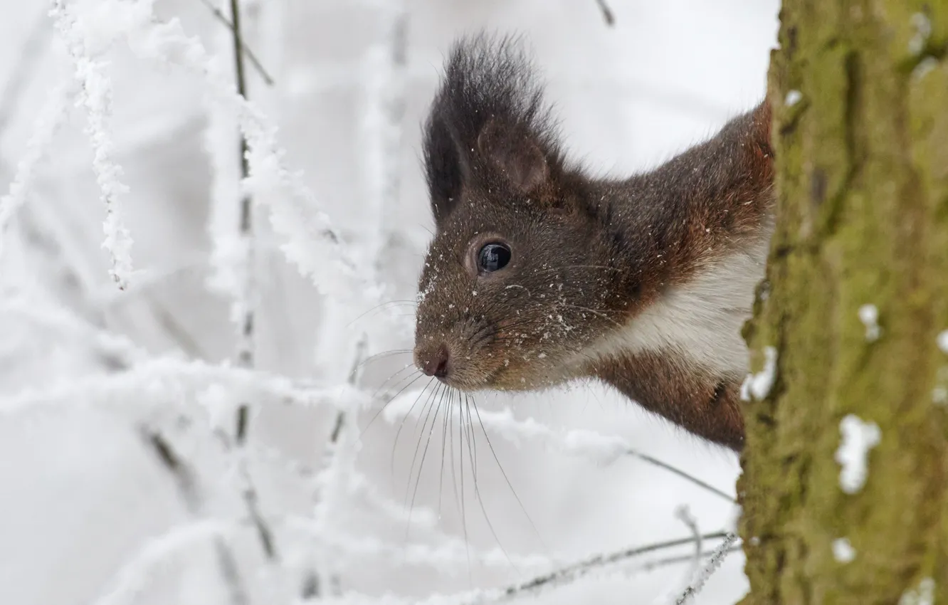 Photo wallpaper winter, frost, trees, branches, protein, face, rodent