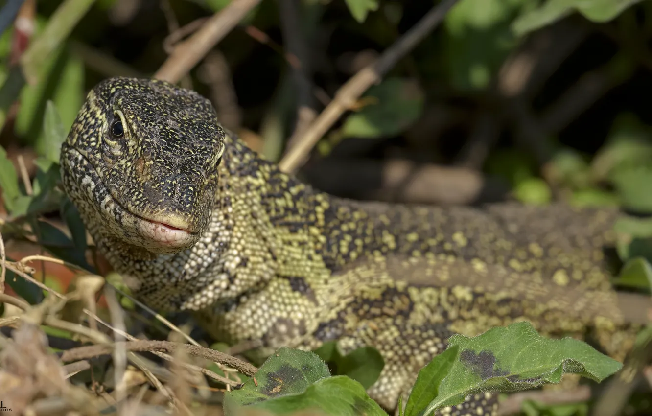 Photo wallpaper nature, background, lizard, DUELL ©