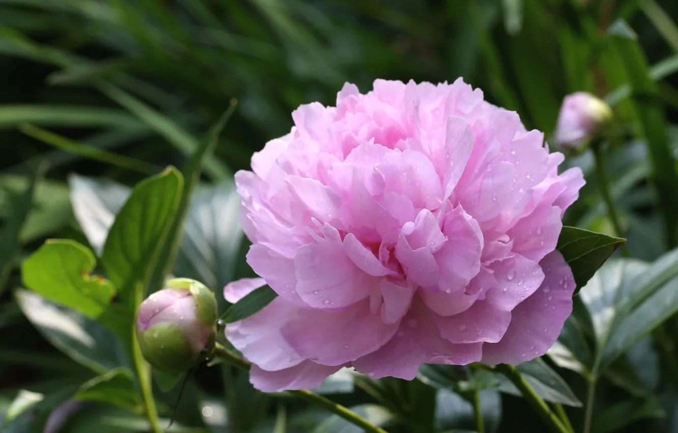 Photo wallpaper flowers, background, pink, peonies