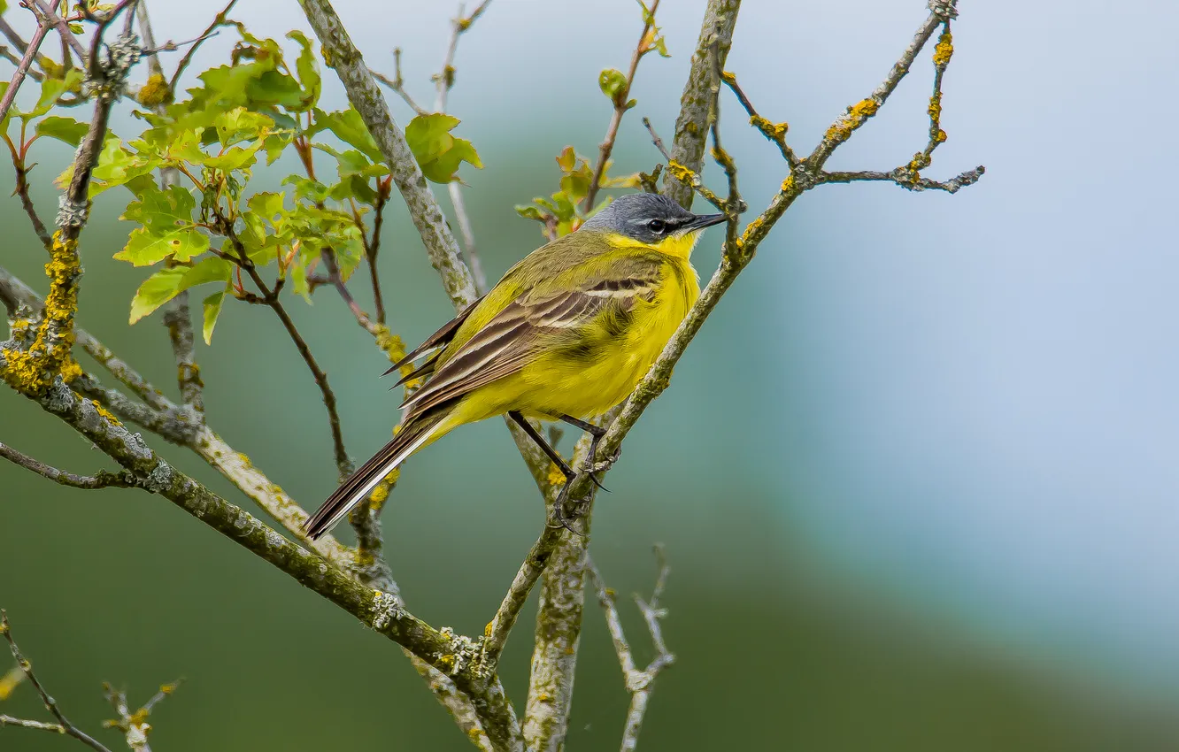 Photo wallpaper bird, spring, photohunt, Wagtail