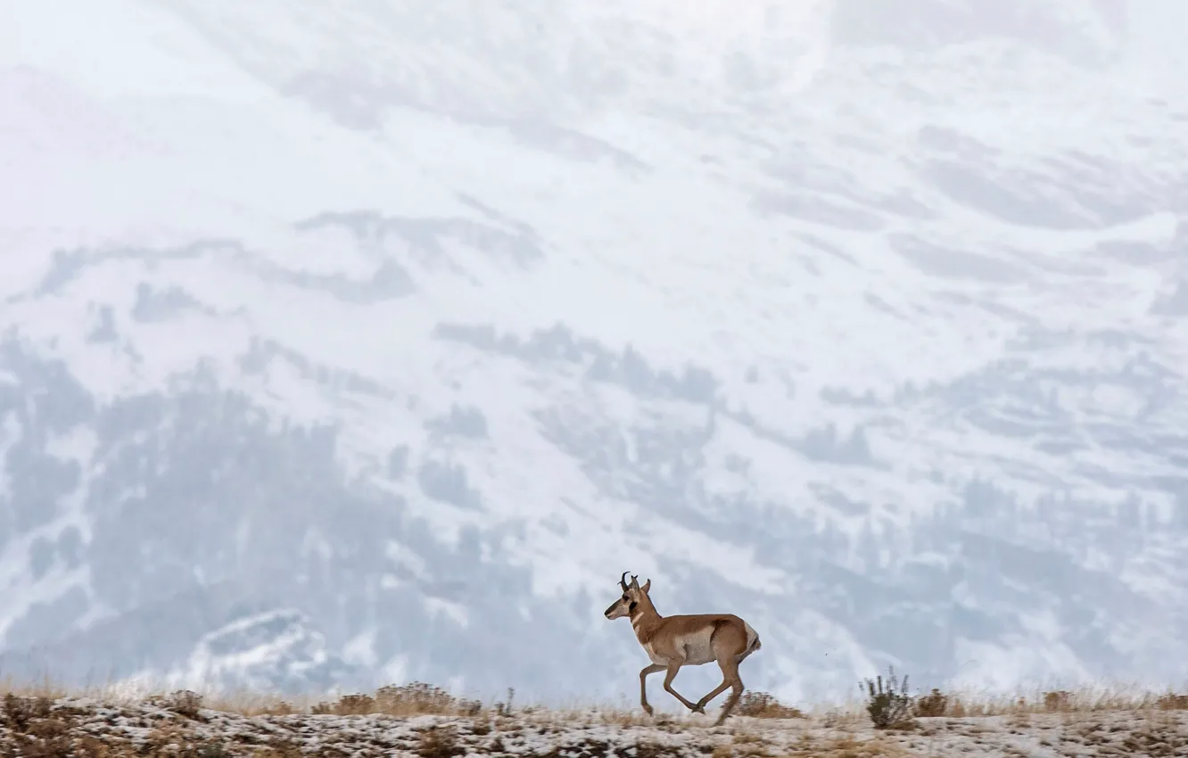 Photo wallpaper snow, mountains, deer, running