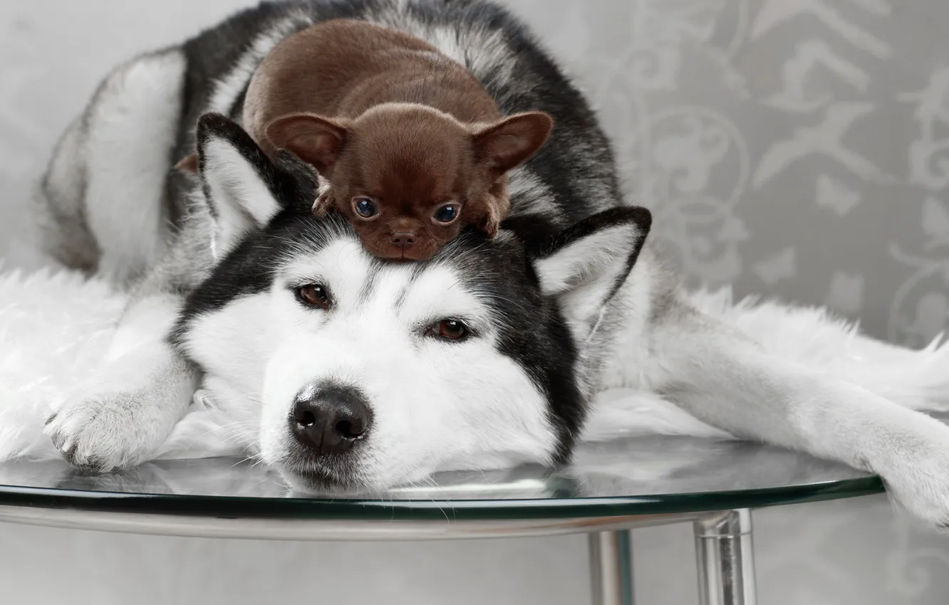 Photo wallpaper dogs, look, table, puppy, Husky