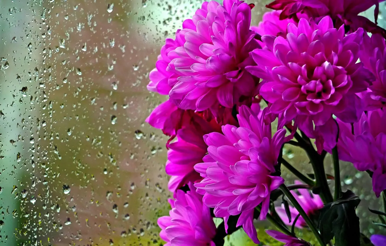 Photo wallpaper glass, drops, bouquet, petals