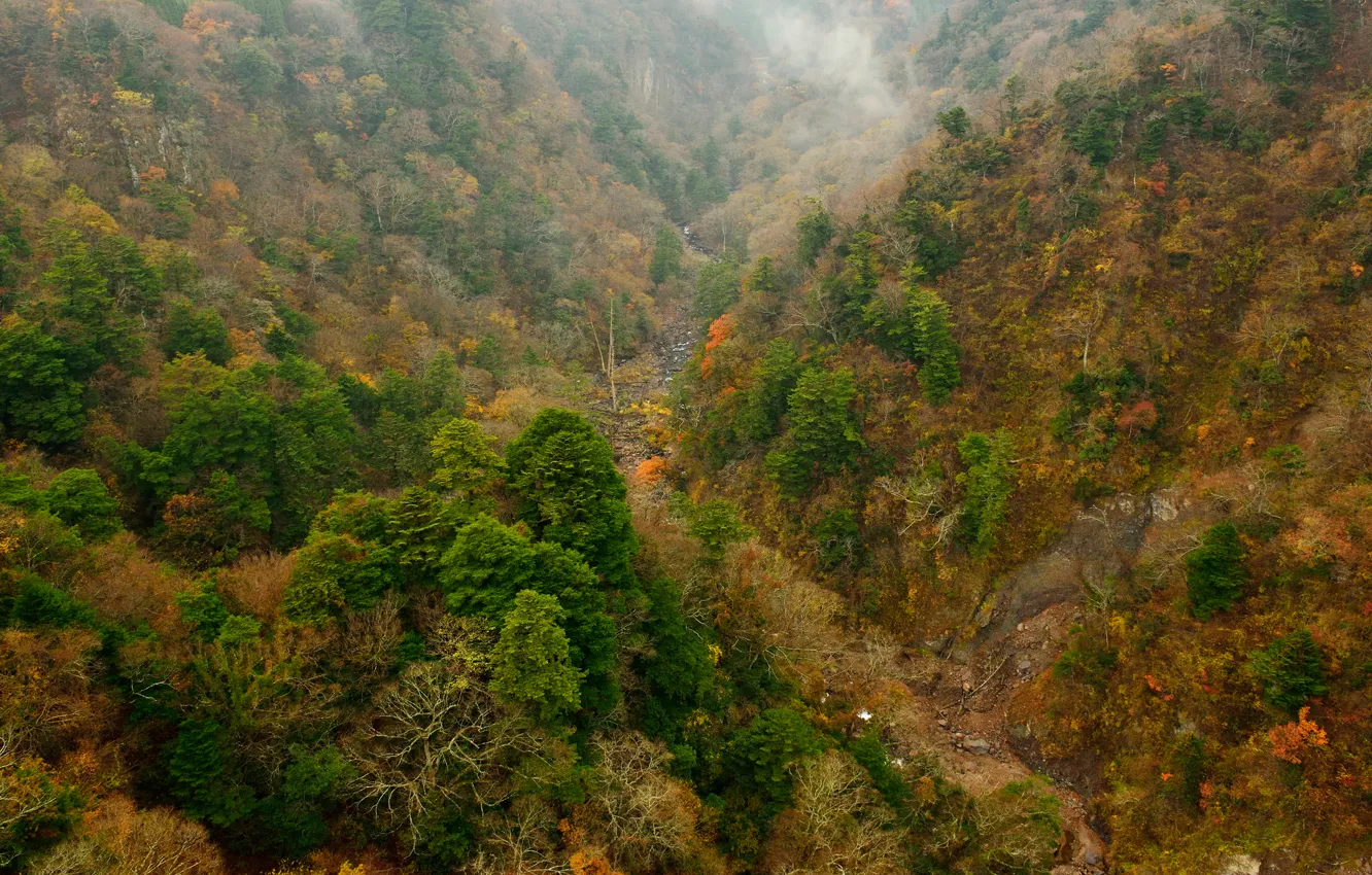 Photo wallpaper autumn, forest, trees, mountains, slope