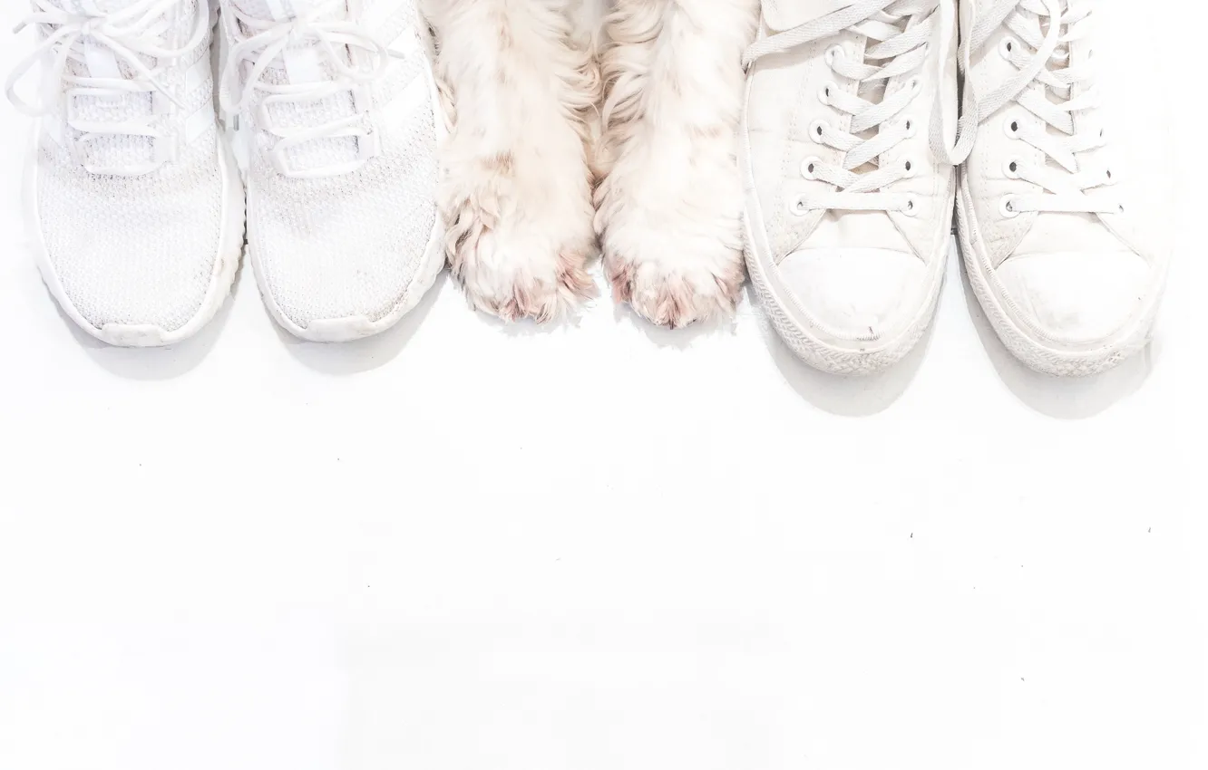 Photo wallpaper background, shoes, dog