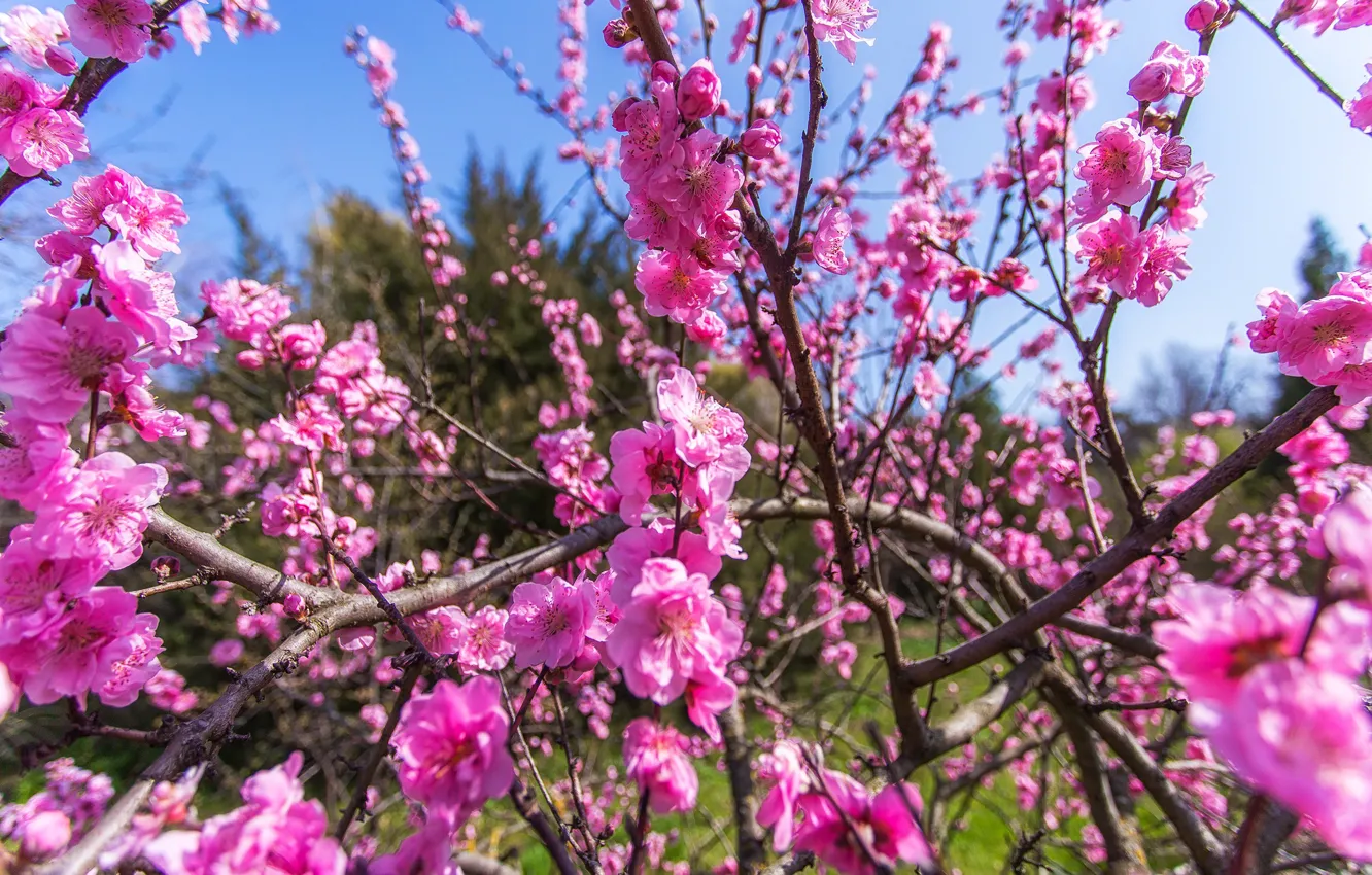 Photo wallpaper branches, nature, spring, flowering, peach, Krasnodar, Paul Sahaidak