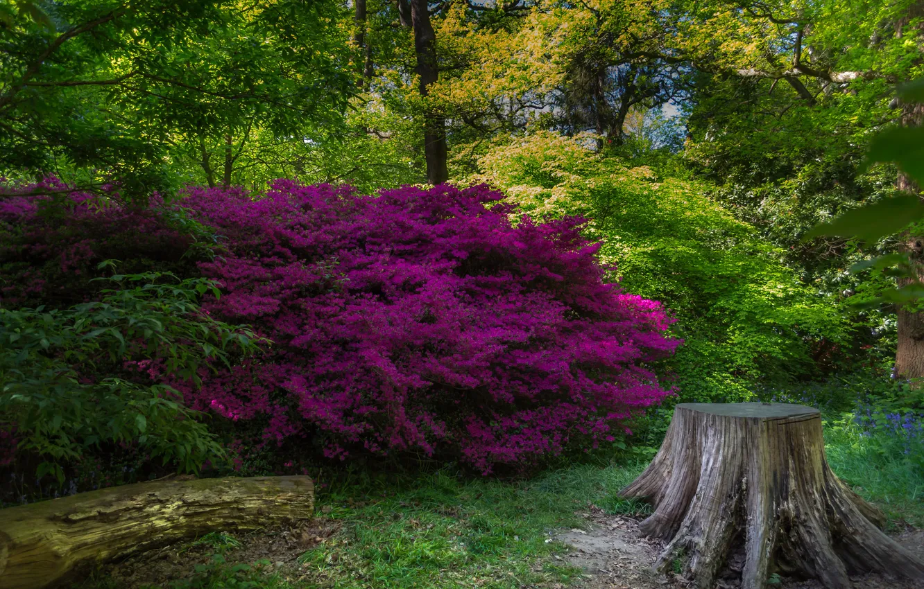 Photo wallpaper flowers, nature, Park, plant, stump