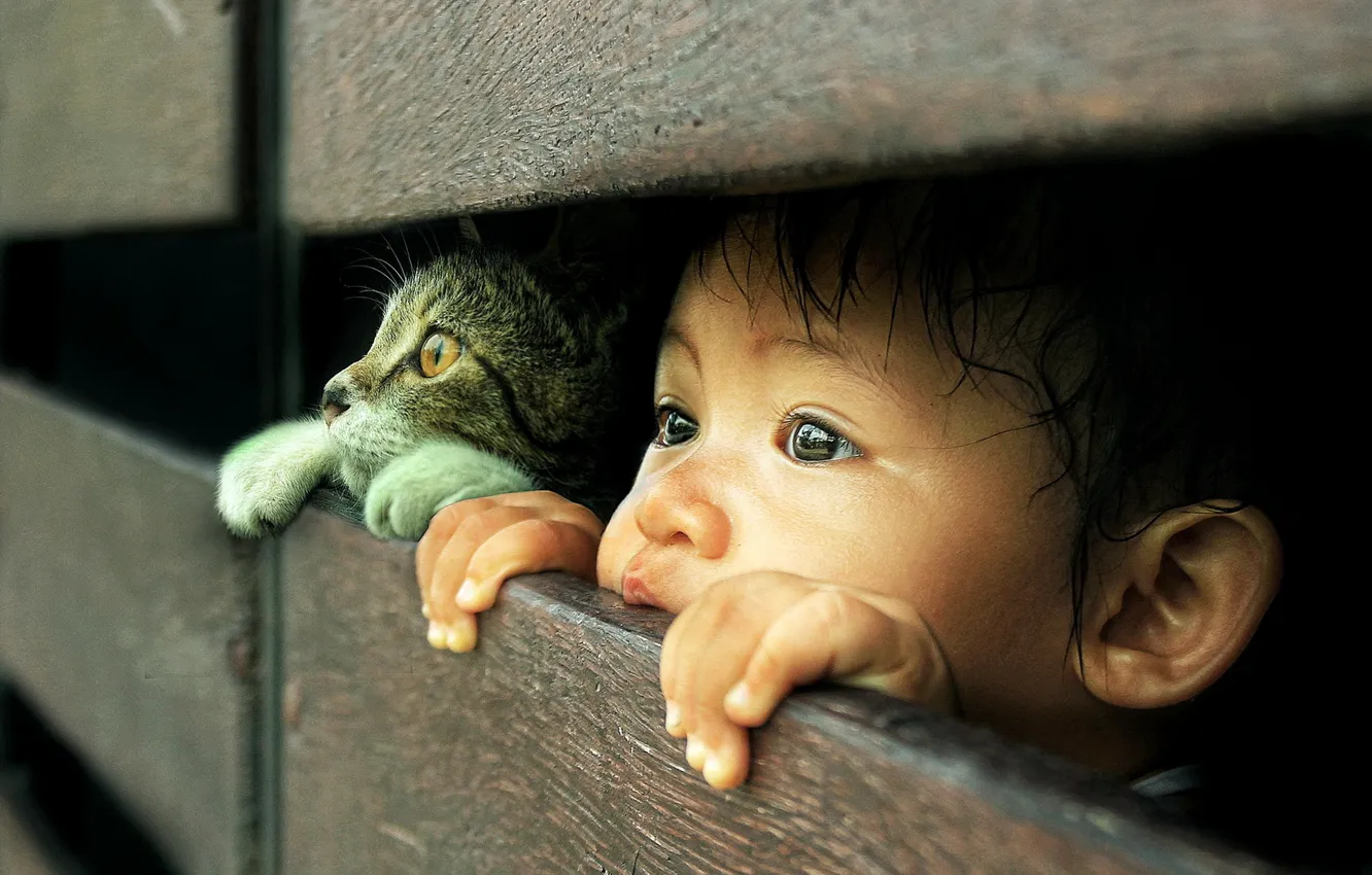 Photo wallpaper cat, look, child