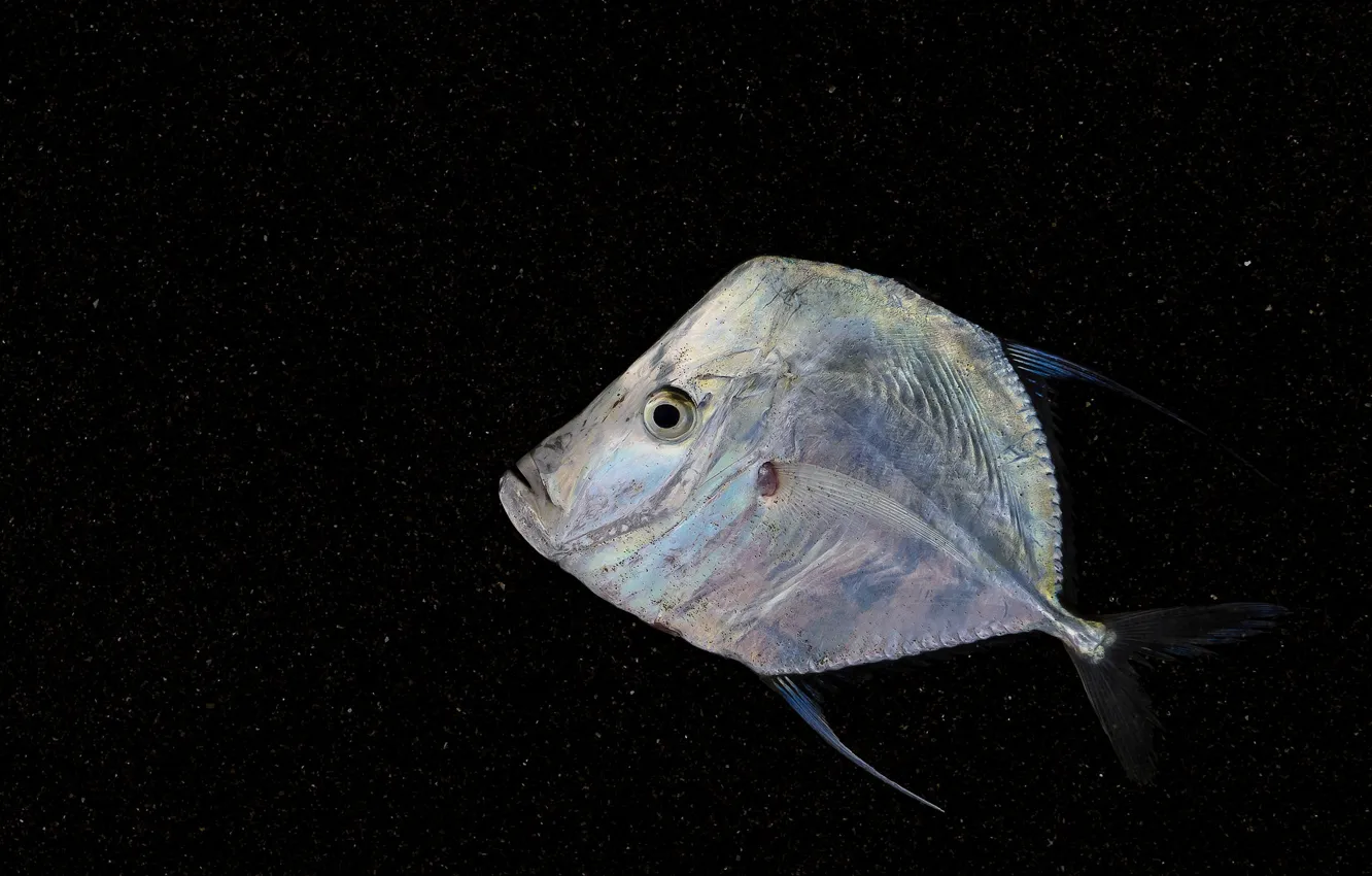 Photo wallpaper background, flat, fish