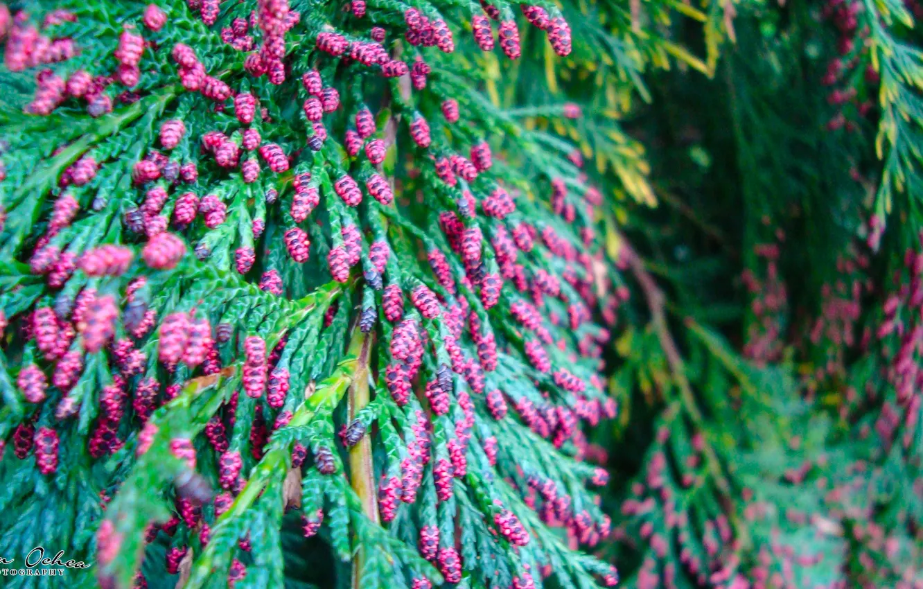 Photo wallpaper dream, summer, forest, magic, sky, landscape, nature, sunset