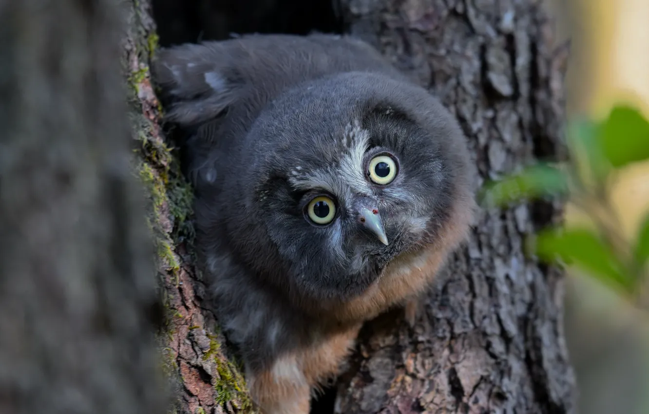 Photo wallpaper look, trees, nature, owl, bird, portrait, owlet
