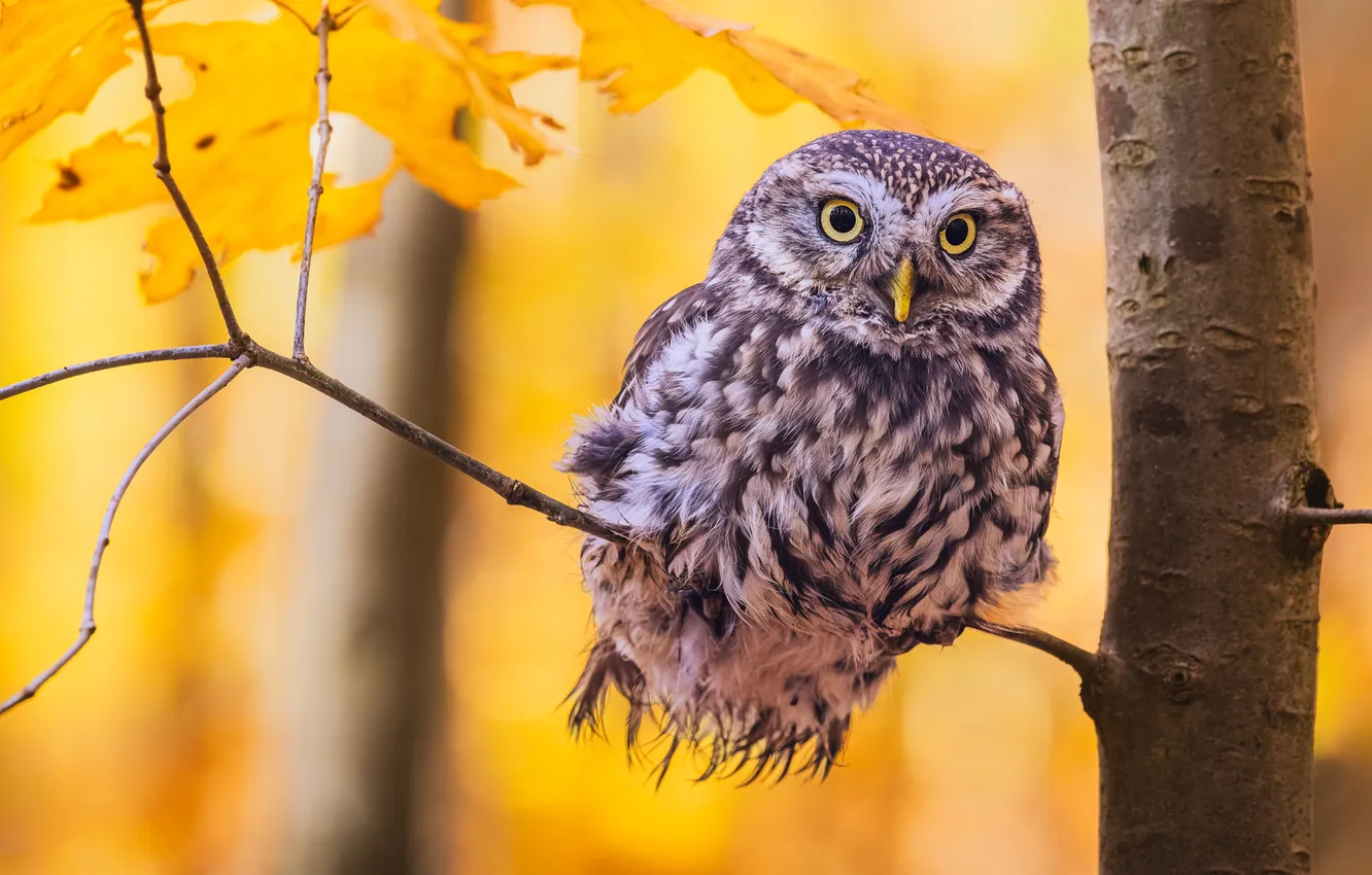 Photo wallpaper autumn, trees, branches, owl, bird, foliage, yellow background, bokeh