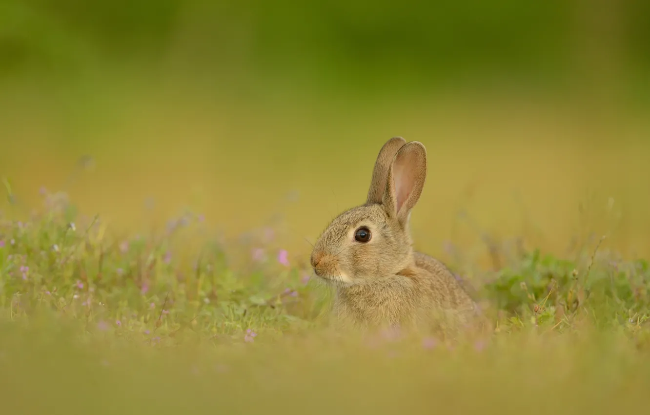 Photo wallpaper grass, look, flowers, nature, grey, glade, hare, rabbit
