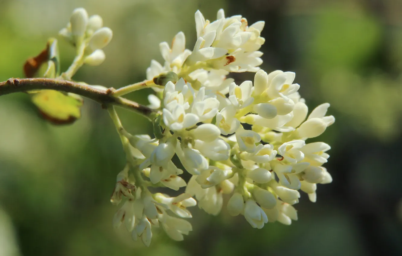 Photo wallpaper white, flower, twig