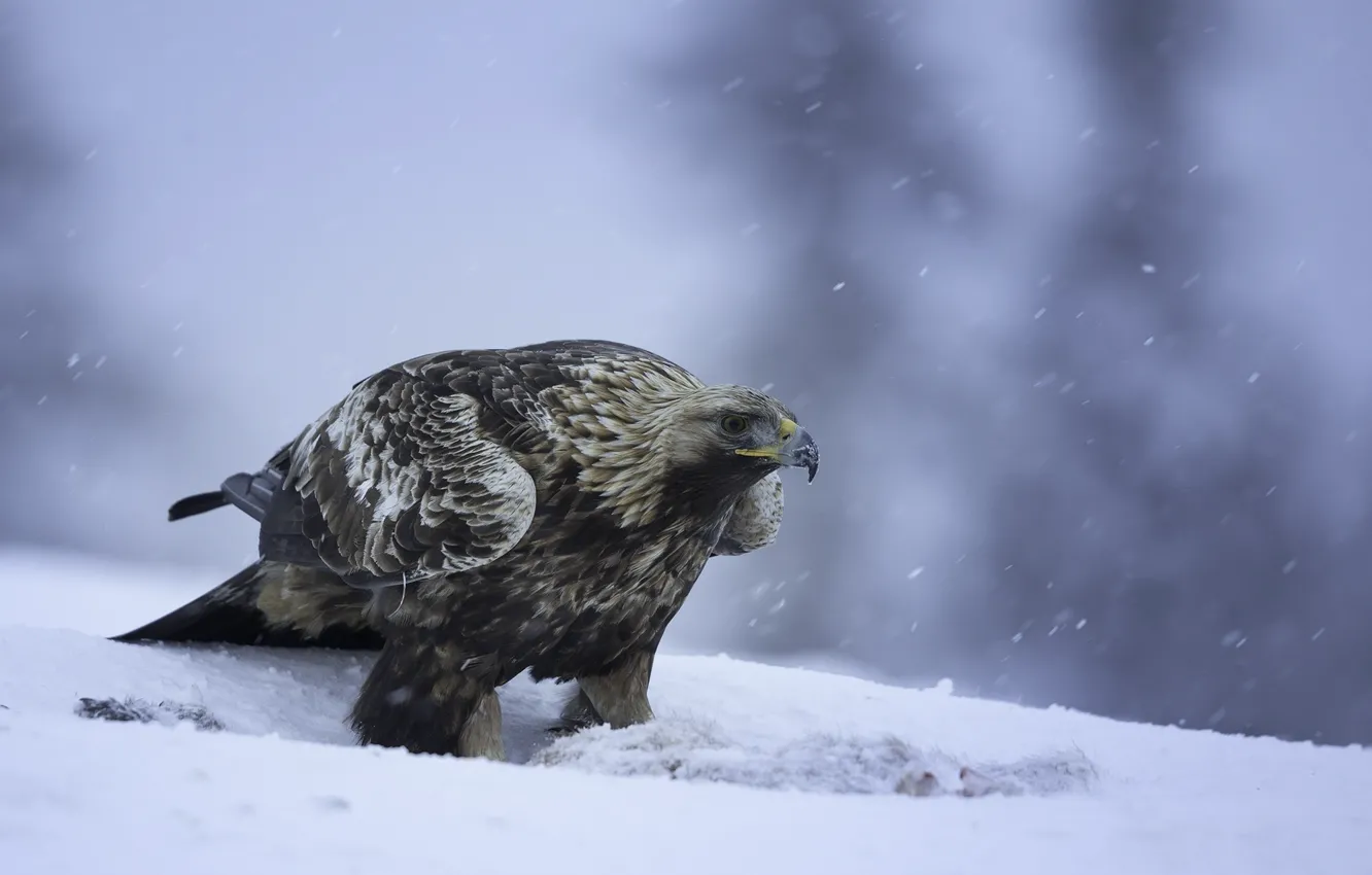 Photo wallpaper snow, birds, predator, eagle, golden eagle, Golden eagle