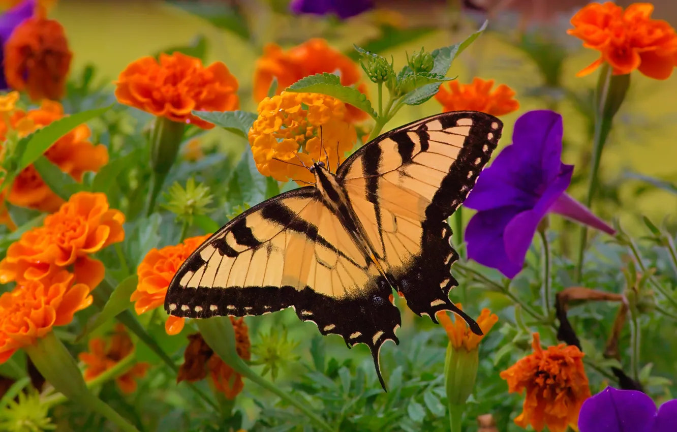 Photo wallpaper flowers, butterfly, insect, Petunia, marigolds, swallowtail