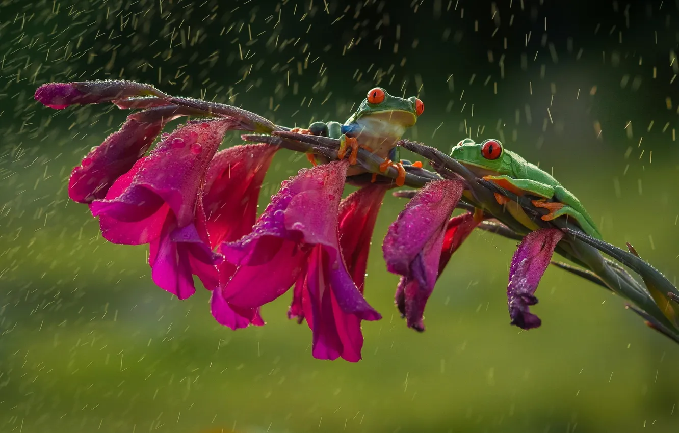 Photo wallpaper flower, rain, legs, green, friendship, frogs, orange, red eyes