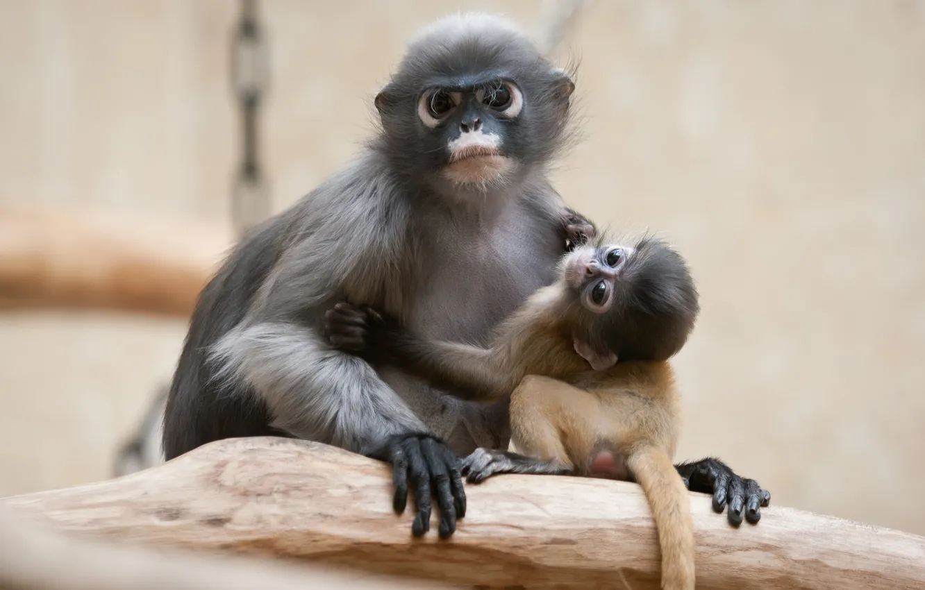 Photo wallpaper monkey, Eyeglass encotel, dusky leaf monkey