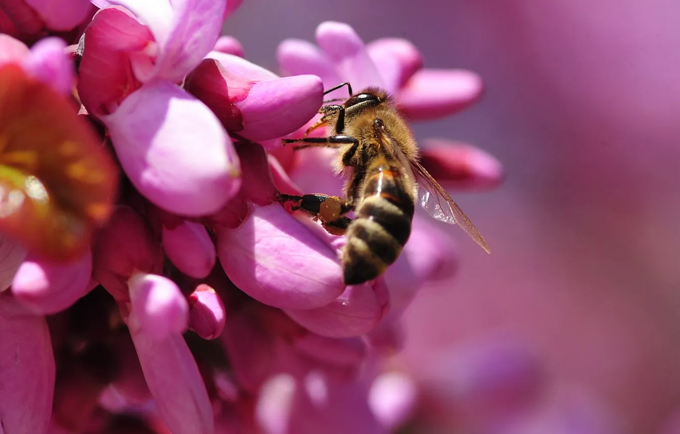 Photo wallpaper flower, bee, bumblebee