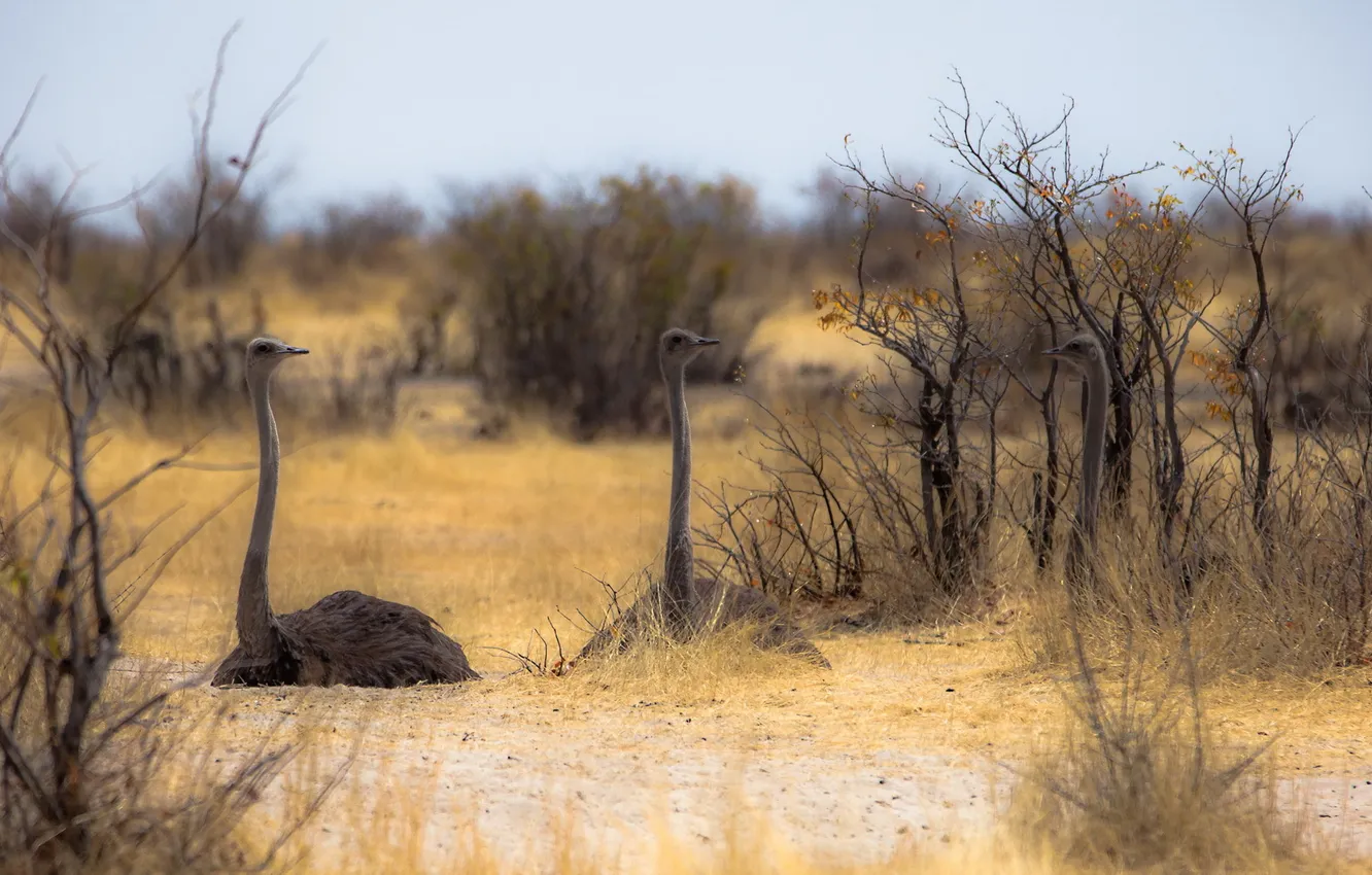 Photo wallpaper nature, Africa, ostrich
