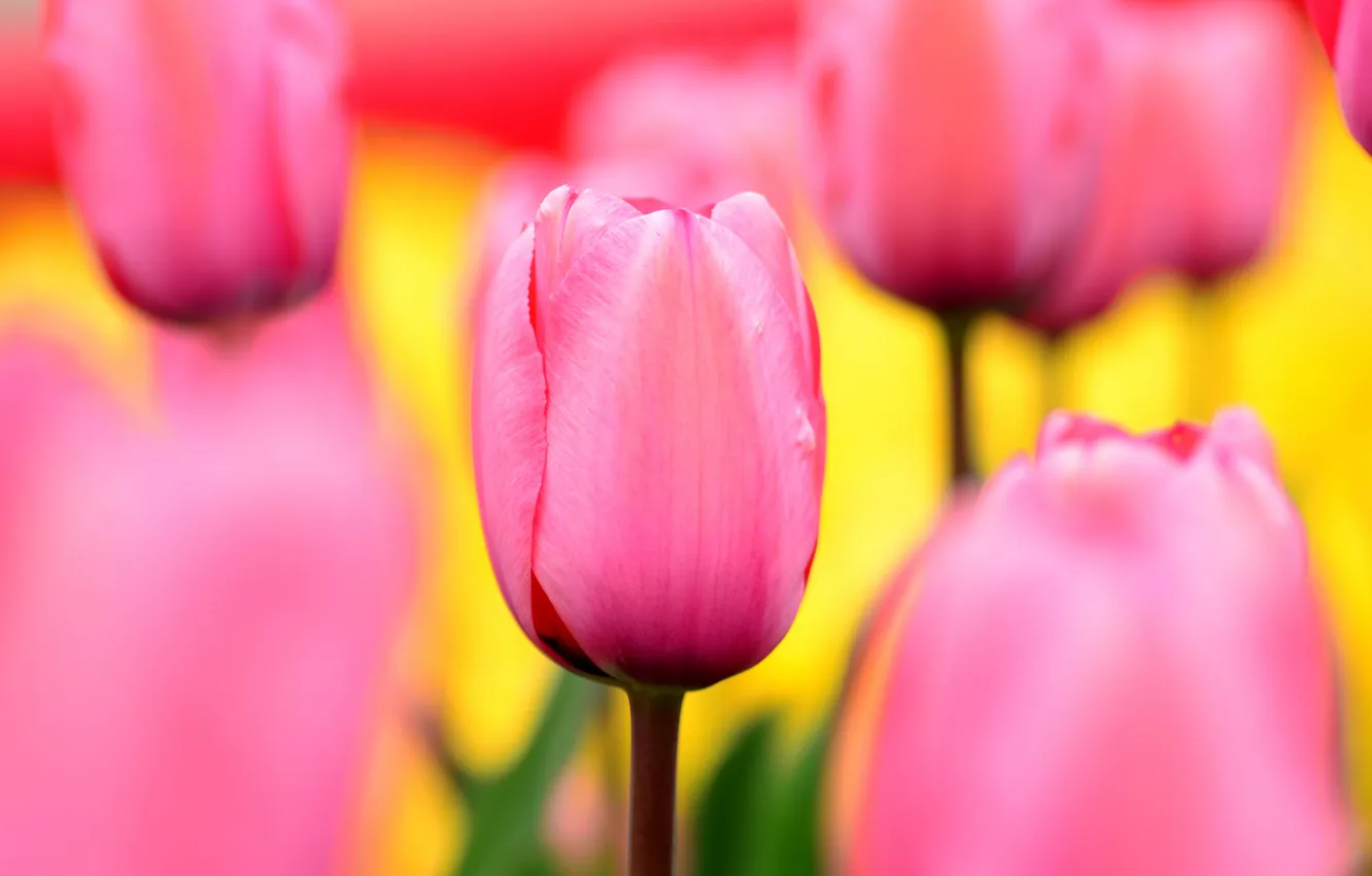 Photo wallpaper field, nature, petals, garden, tulips