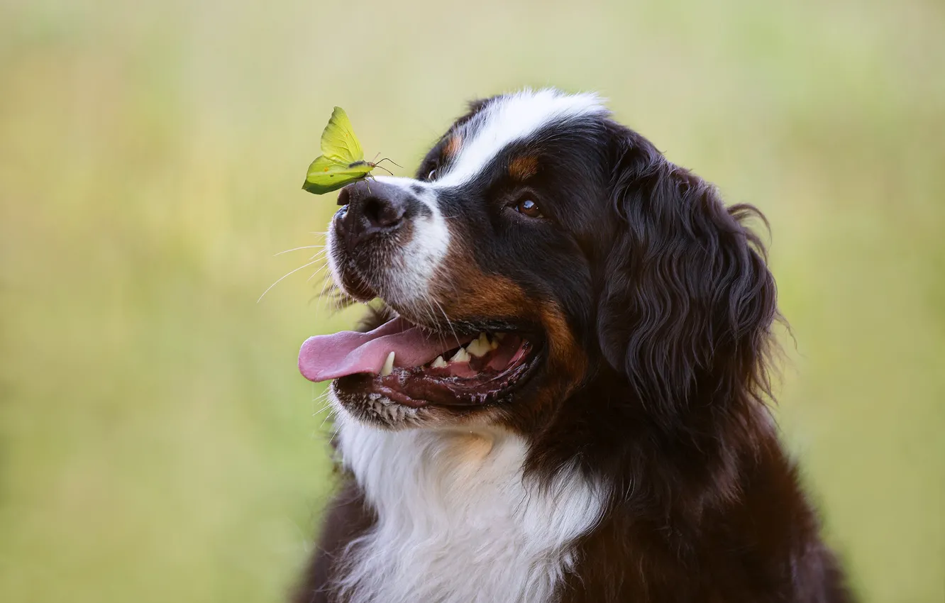 Photo wallpaper face, background, butterfly, dog, Bernese mountain dog