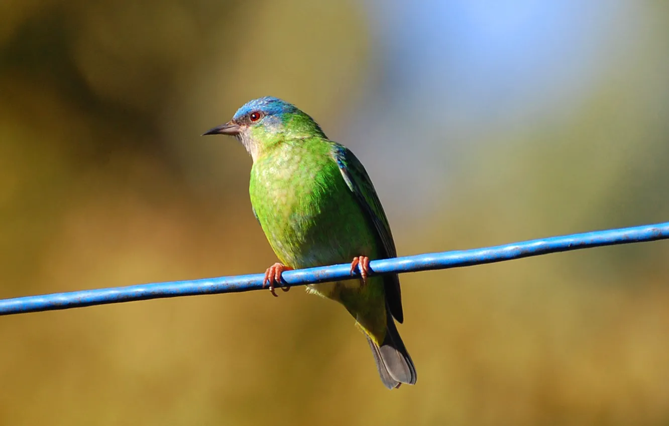 Photo wallpaper bird, bokeh, eye, paws, string, beak