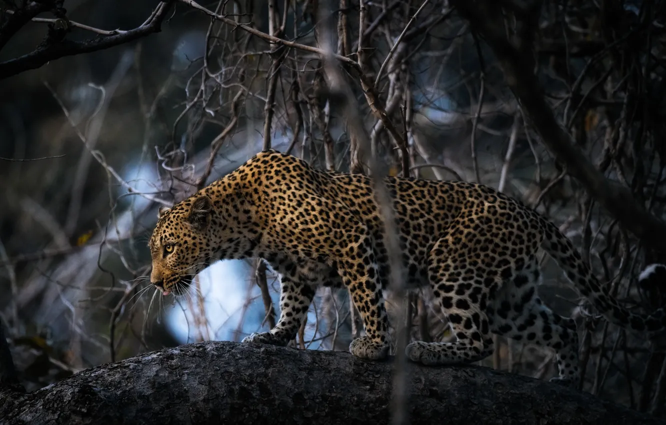 Photo wallpaper branches, tree, leopard, Africa, big cat