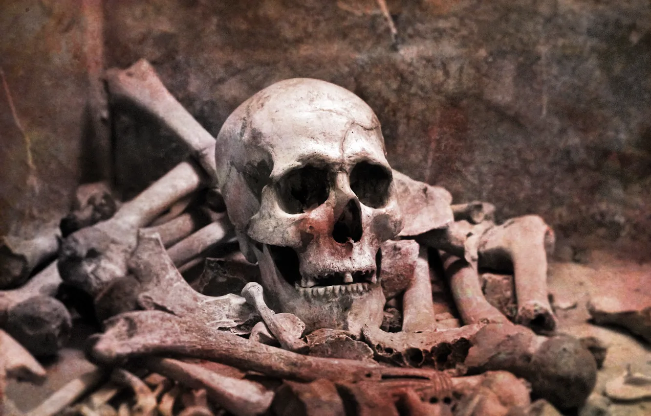 Photo wallpaper Wallpaper, skull, the remains, bones, skeleton, wallpaper, sake, picture