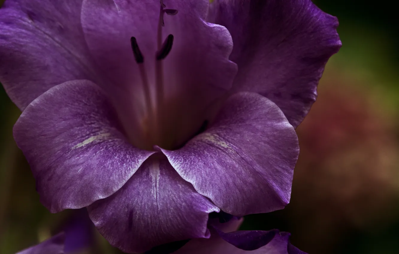 Photo wallpaper purple, Flower, petals, flower, purple, petals